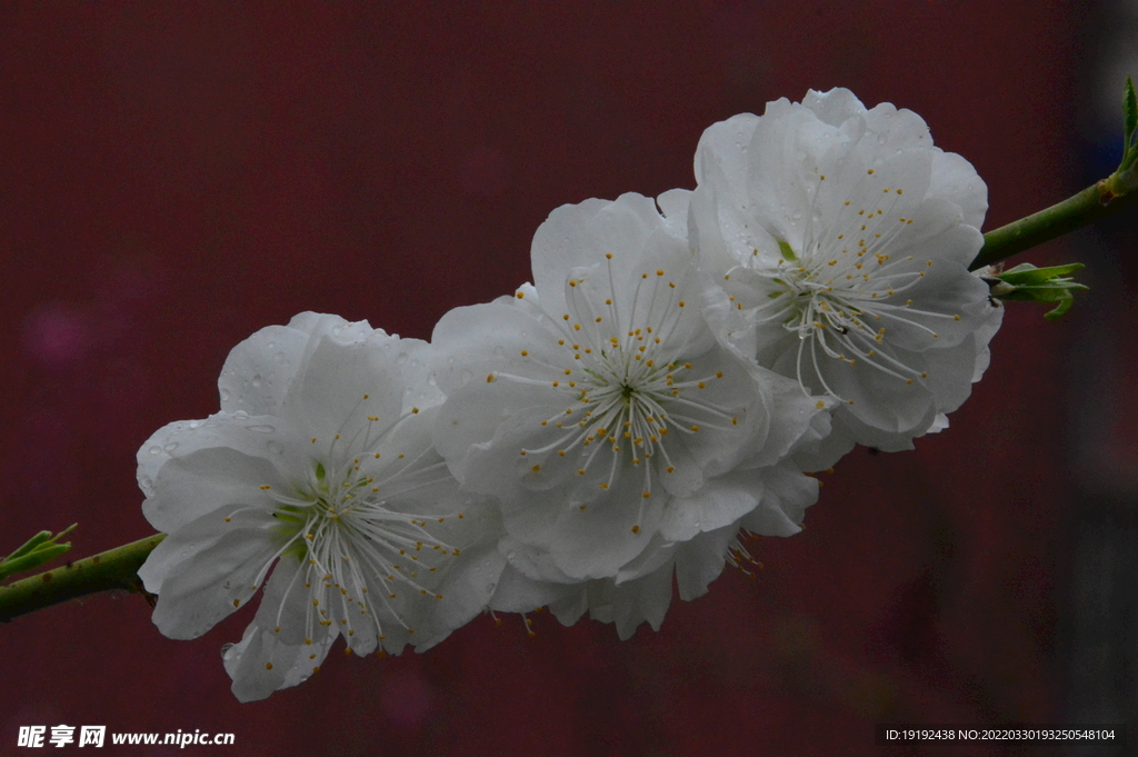 碧桃花