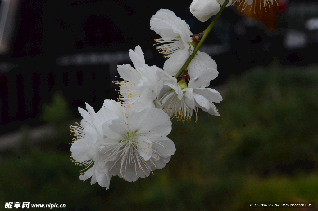 碧桃花