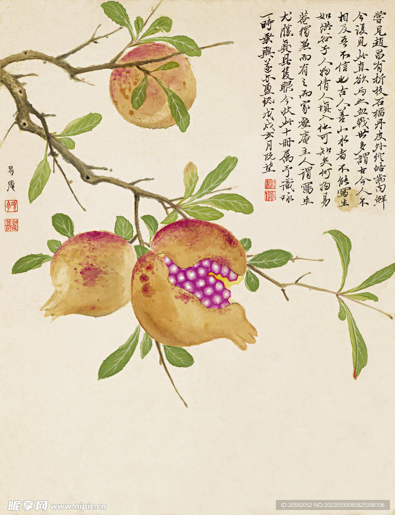 石榴图  