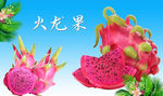 火龙果