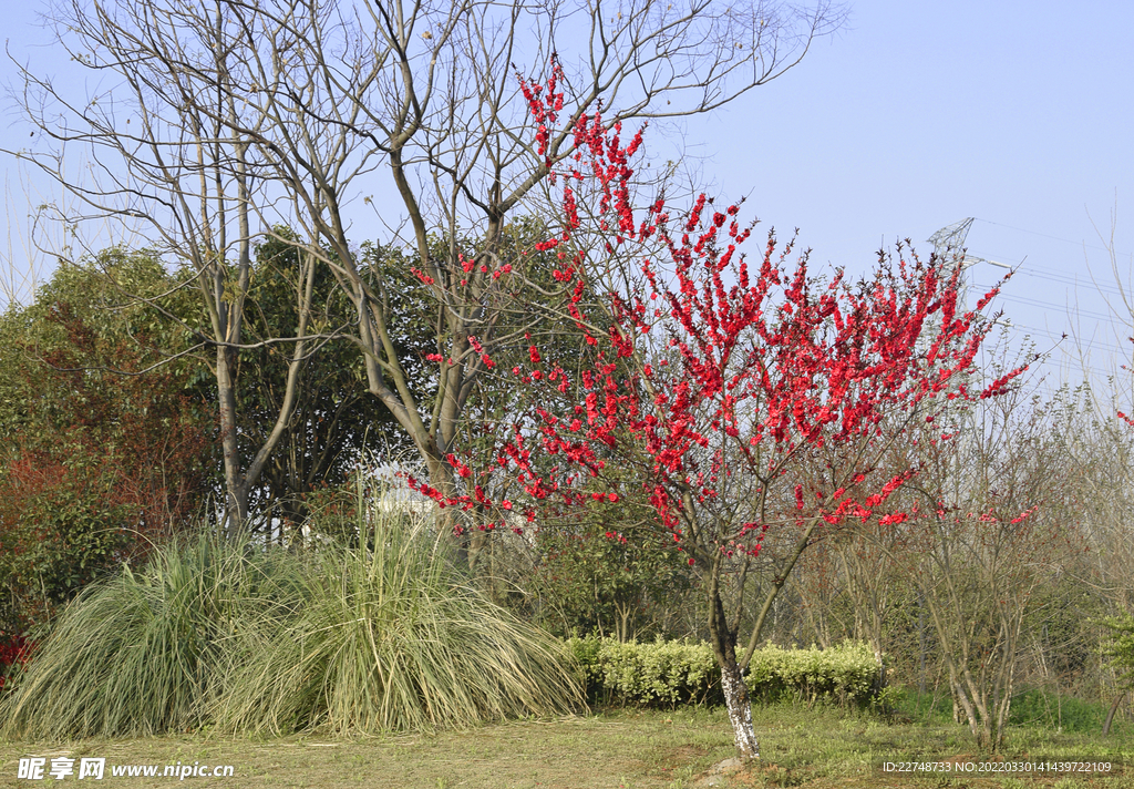 樱花树