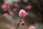 春花绽放