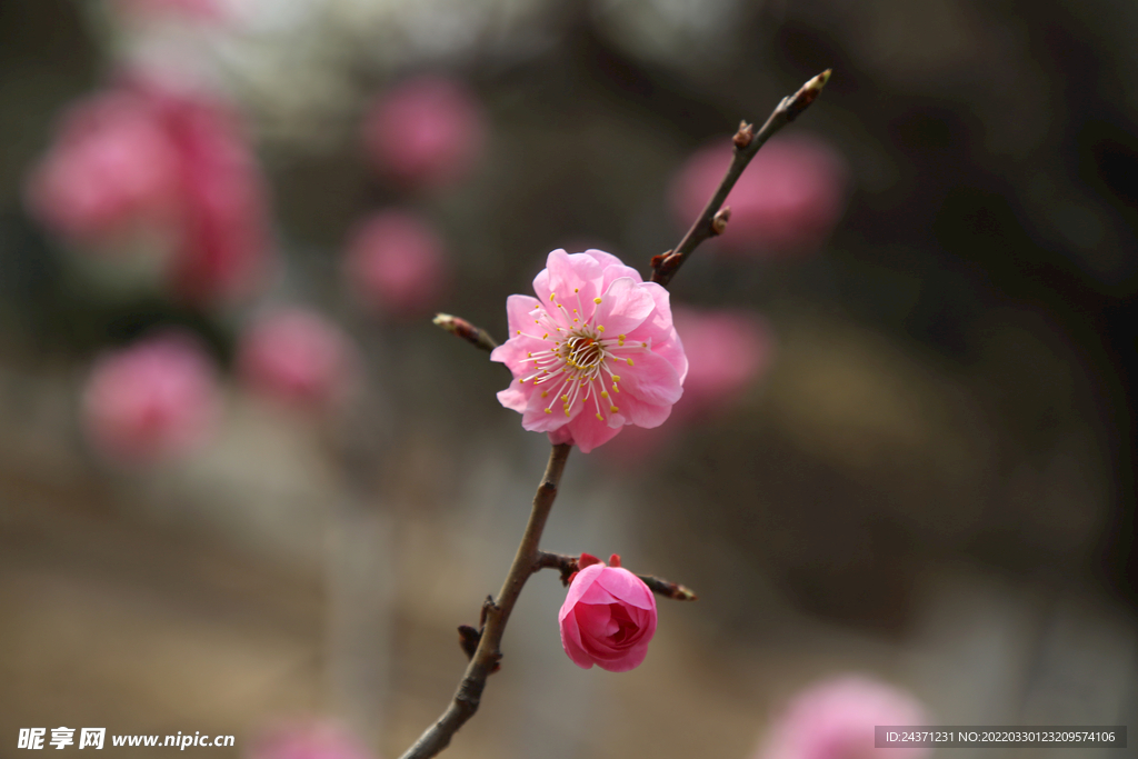 春花绽放