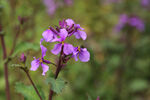 山花烂漫