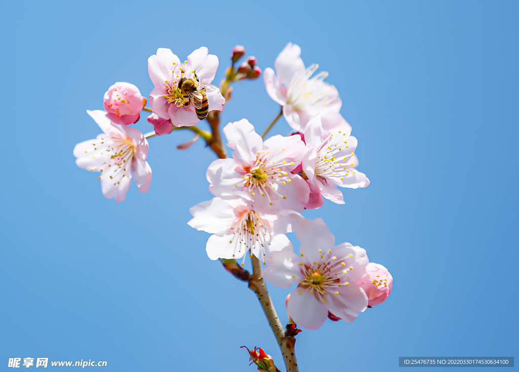 春暖花开