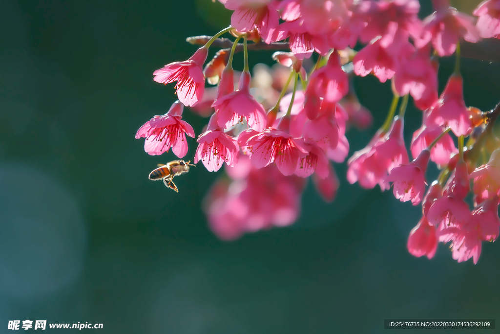 春暖花开