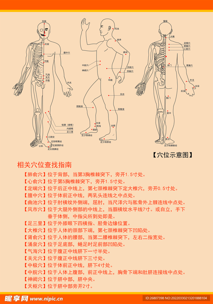 穴位图展板