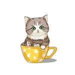茶杯猫            