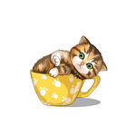 茶杯猫            