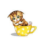 茶杯猫            