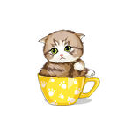 茶杯猫            