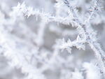 雪花