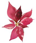花卉组合