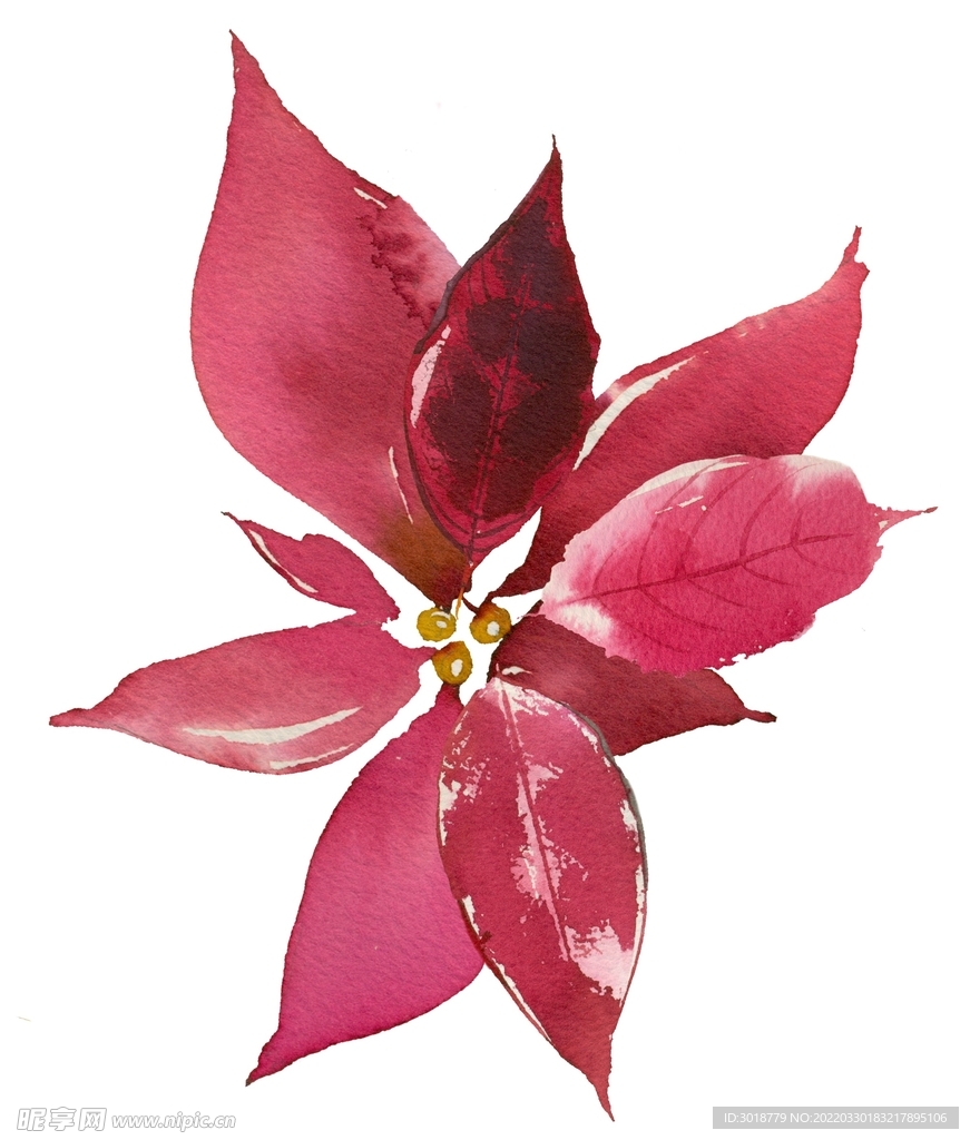 花卉组合