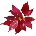 花卉组合 
