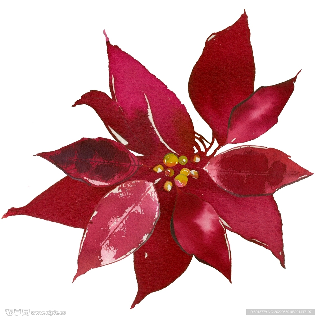花卉组合 