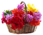 鲜花免抠