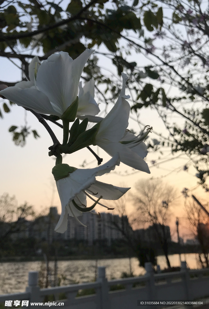 春暖花开
