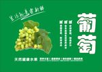 葡萄海报