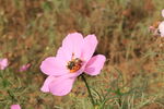 花上的蜜蜂