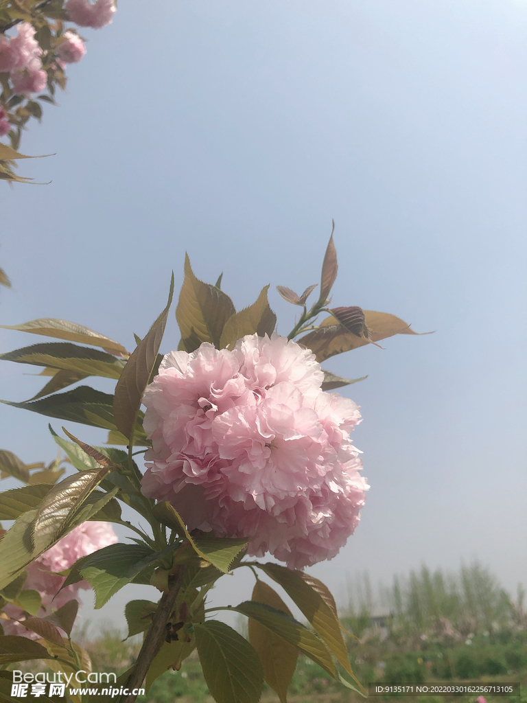 樱花