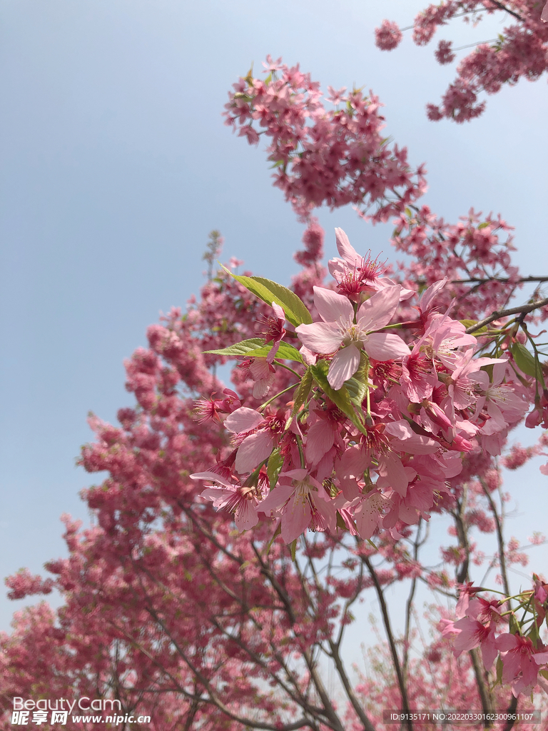 樱花