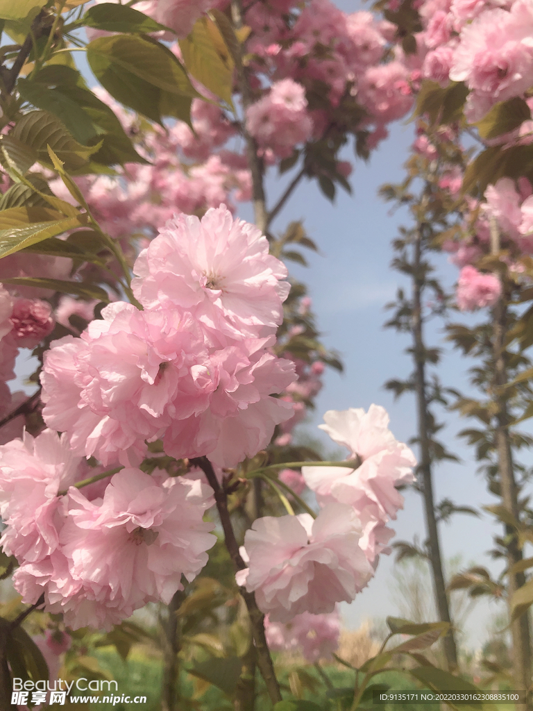 樱花