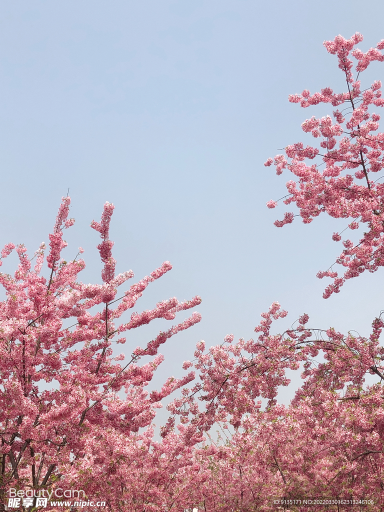 樱花