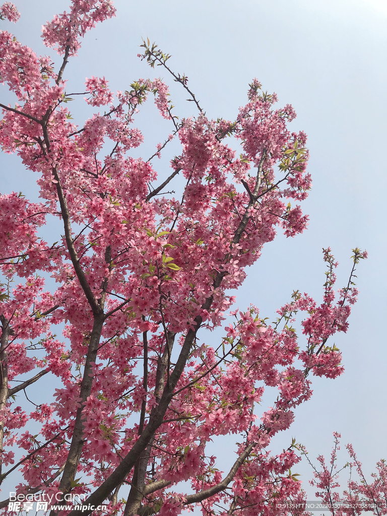樱花