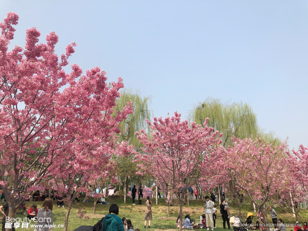 樱花