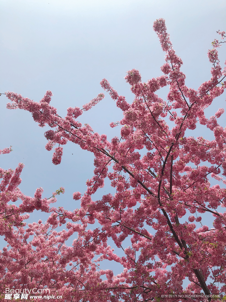 樱花
