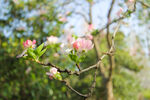 春花