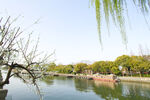 运河春天