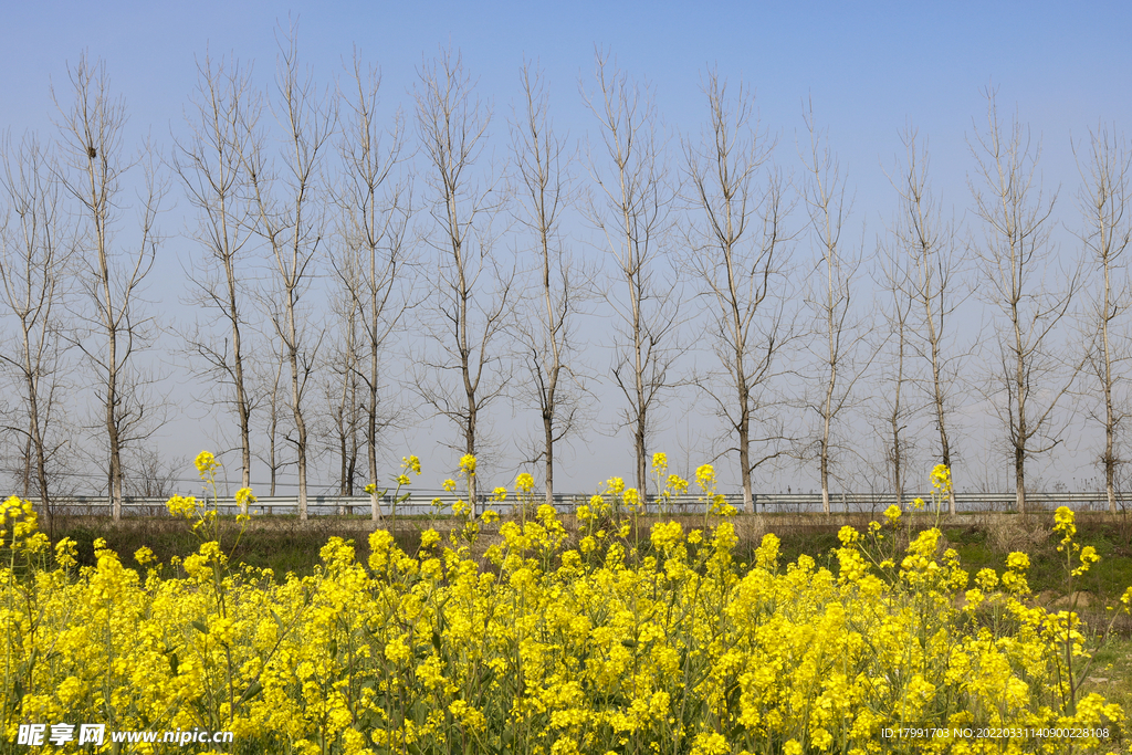 油菜花 