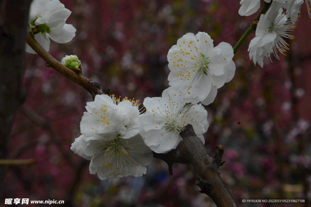 碧桃花 
