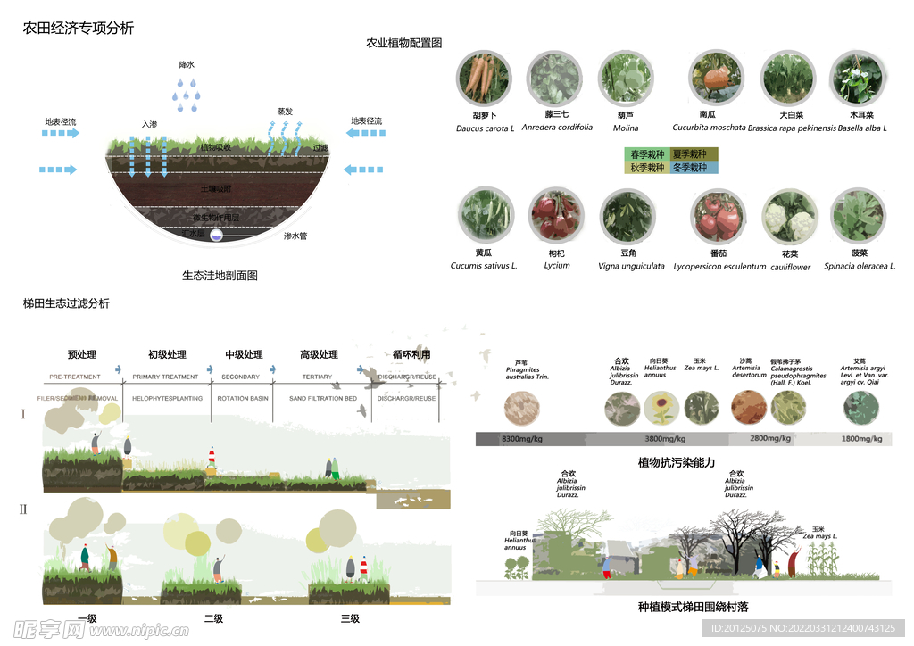 植物分析图