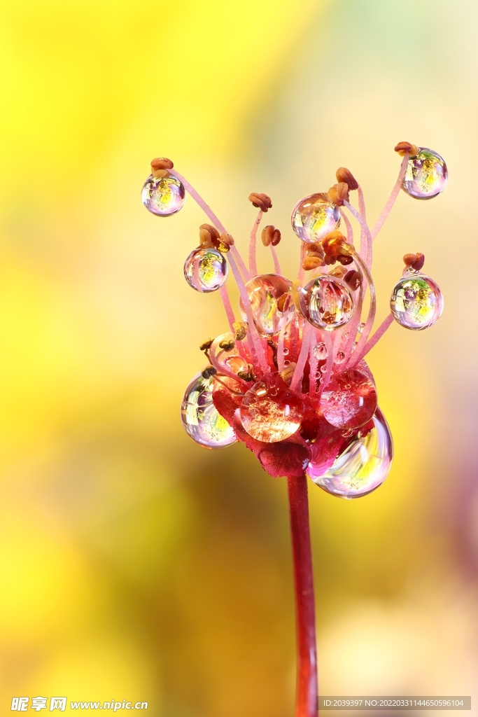 水珠和花