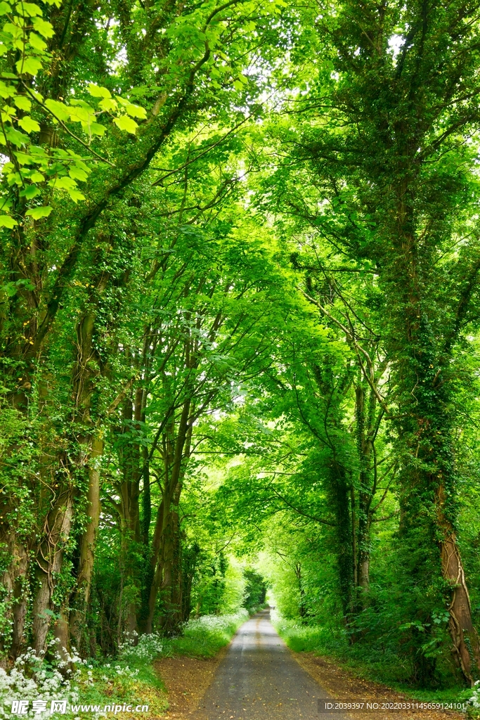 树木绿荫道路