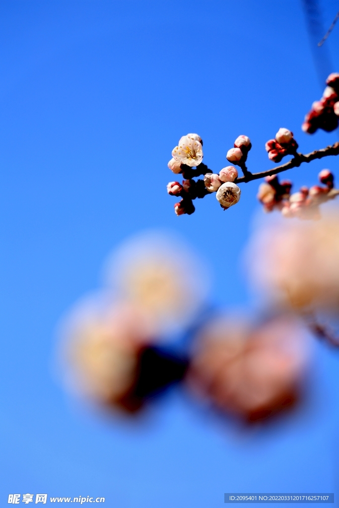 梅花