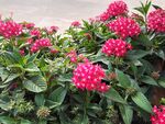 红色五角星花