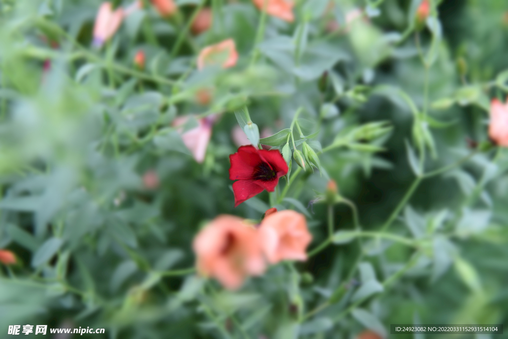 花