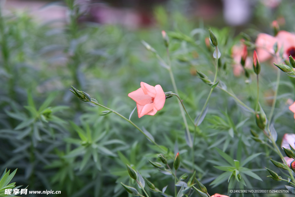 花