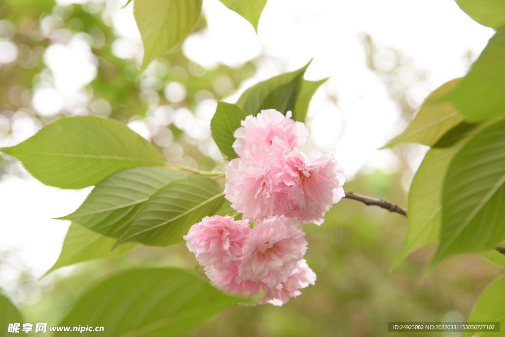 樱花