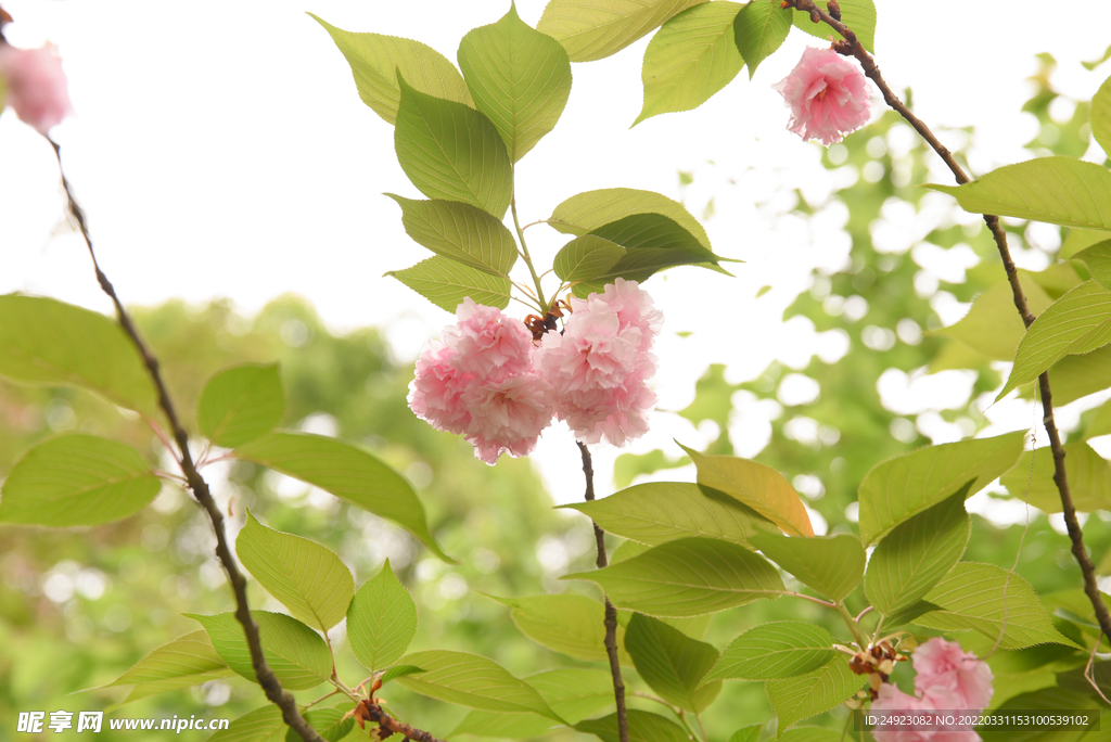 樱花