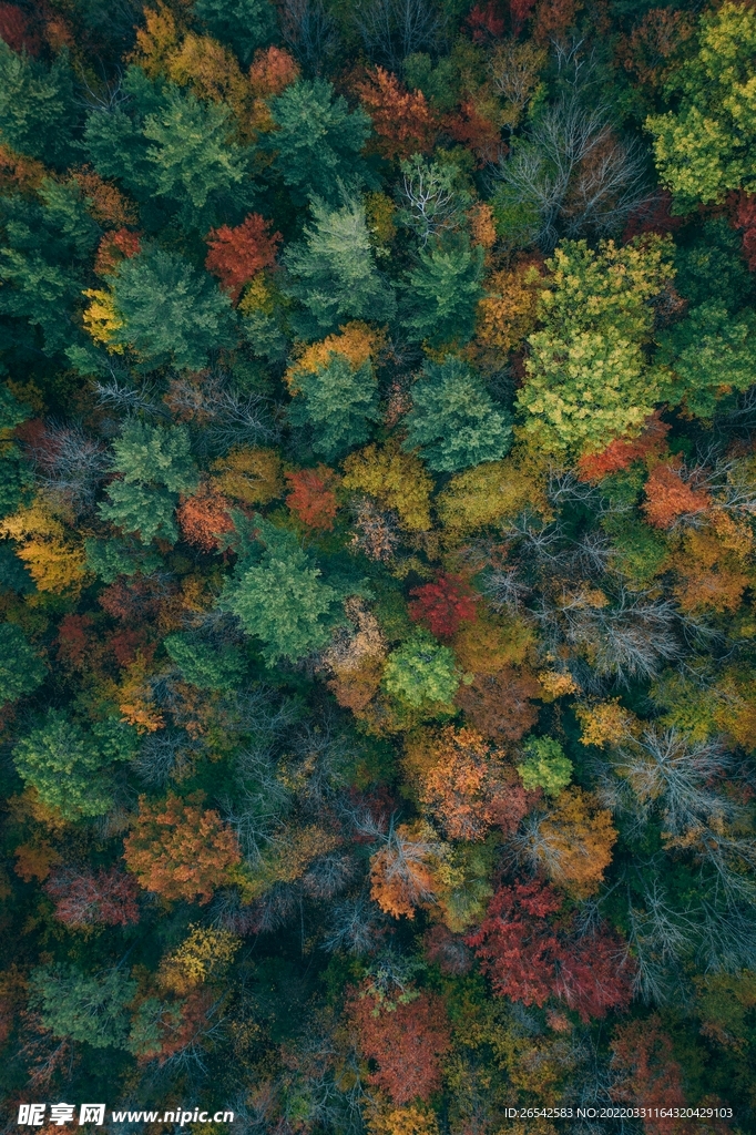 彩色森林背景