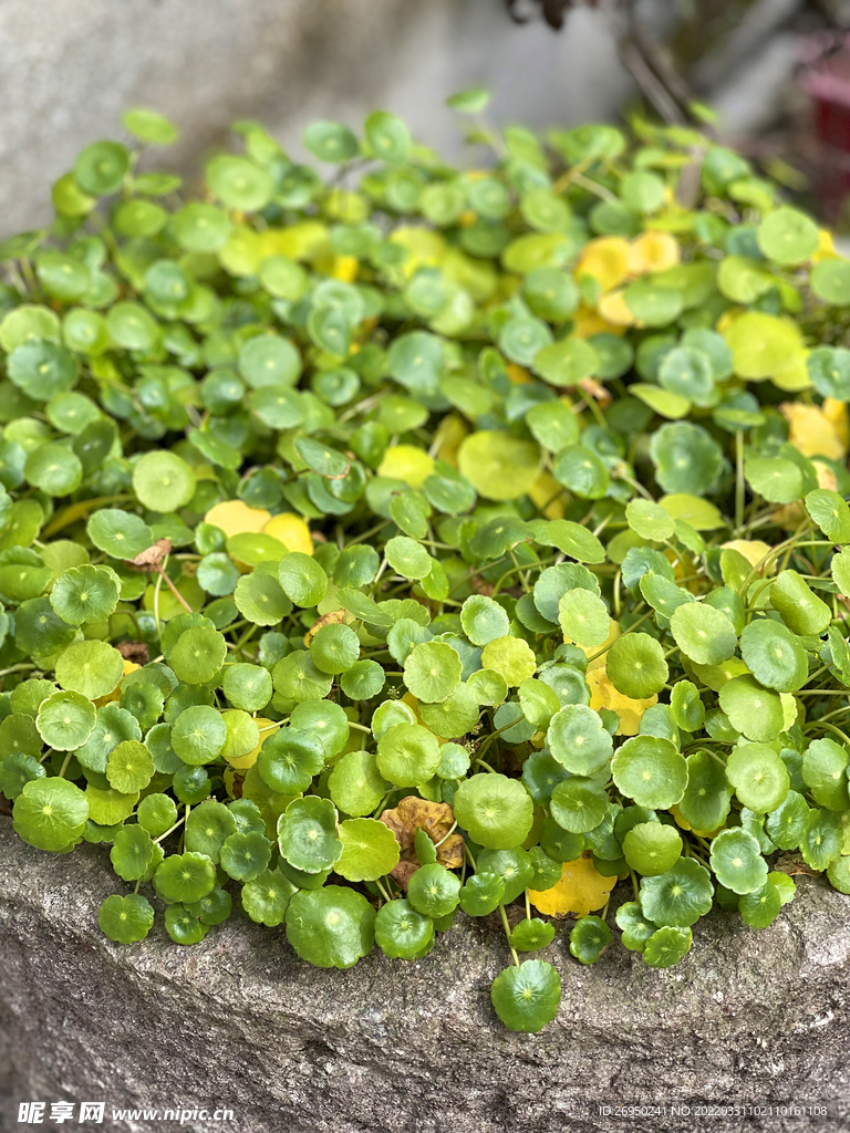 铜钱草
