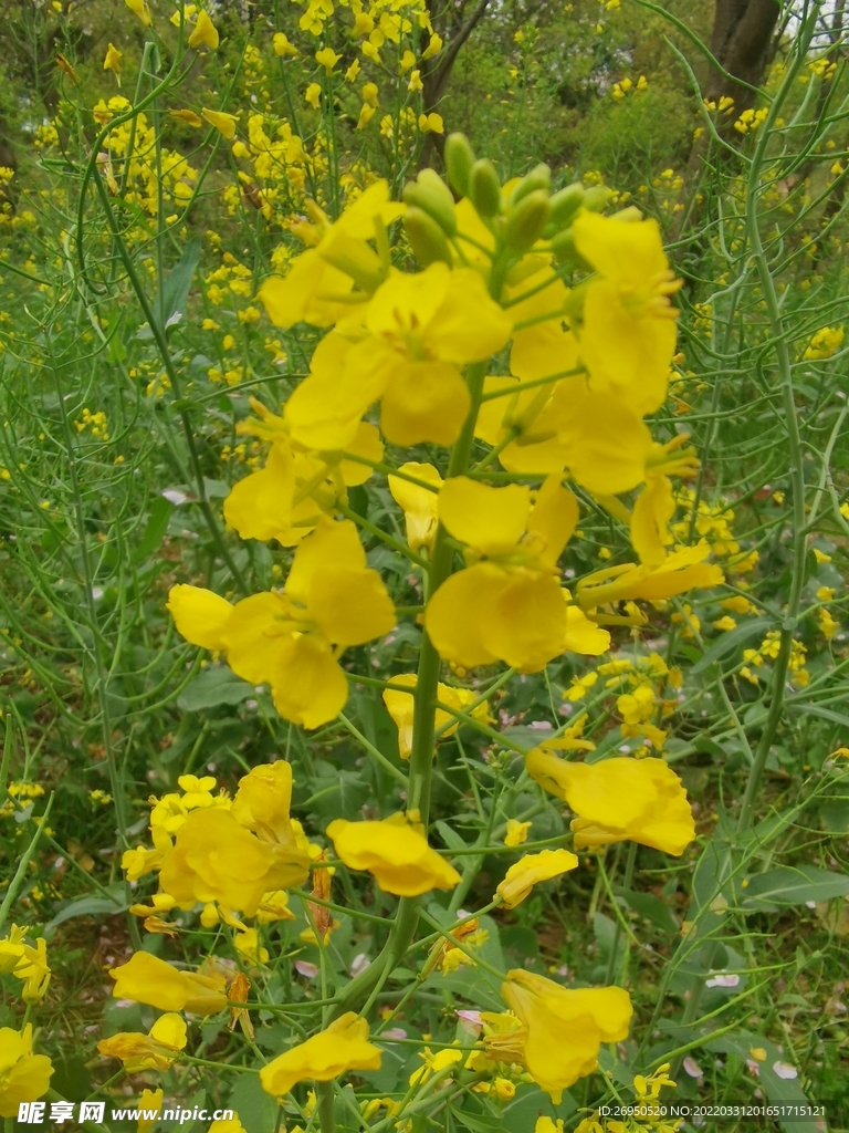 油菜花