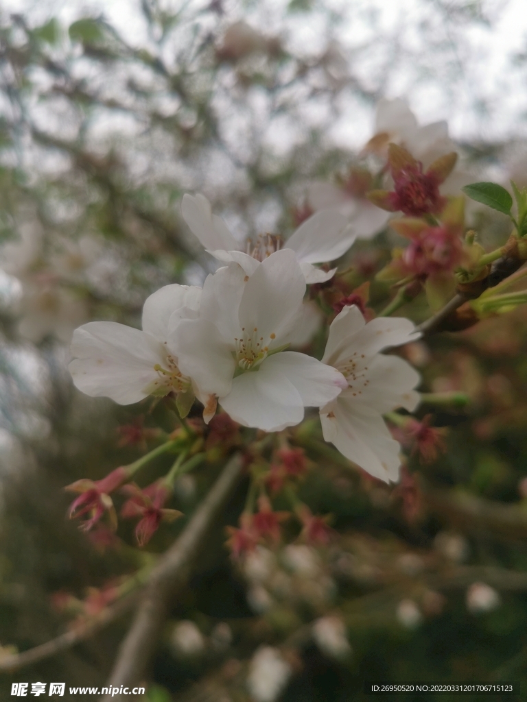 樱花