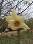 春