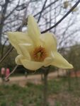 春